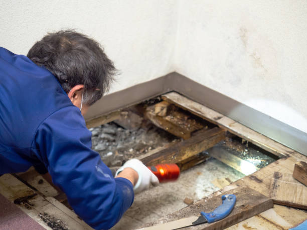 Best Mold Remediation for Specific Building Types in Wakefield, MI